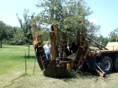 how to transplant an oak tree