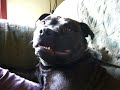 Blade wanting his bum scratched
