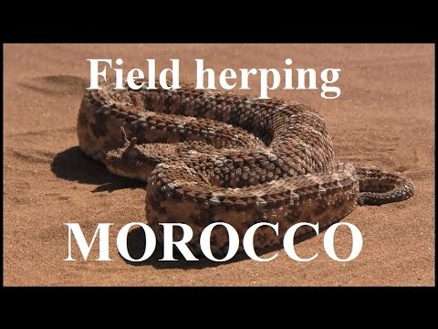 YouTube reptile video