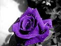Eyes & Flowers - Ingushka