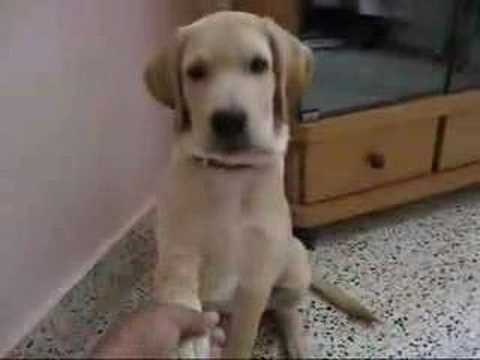 Labrador pup tricks