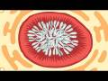 What's in a Nucleus? - Short from The Stuff of Life