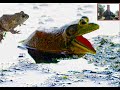 Inspirational Frogs Inspirational Frogs