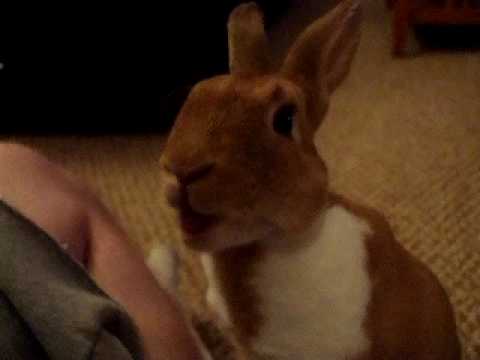 Видео 'Кролик ест банан'