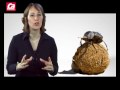 Que se passerait-il si les bousiers n'existaient pas? Default