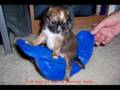 Kami's 1st Eight Wks provided by www.chihuahuasweelove.com