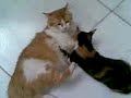 Fifi and Honey 2