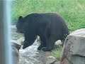 Bear can dance