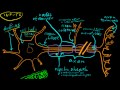 Part 1 - Neurons