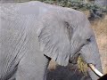 Olifanten in Serengeti