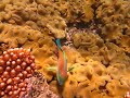 Great Barrier Reef 9