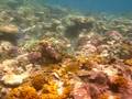 Great Barrier Reef 9