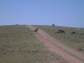 Wildebeest Showdown on the Serengheti Plain