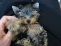 Zola Belle - In the Austin Airport and Just Tired as can be!!!