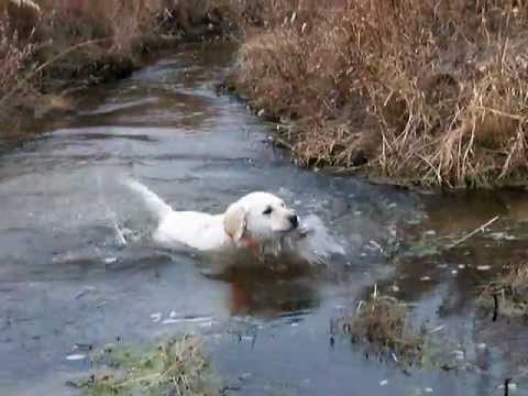 Lab pup for sale, first swim