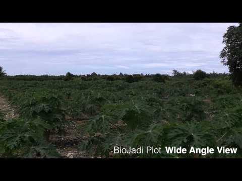 how to fertilize papaya