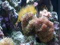 Aquario Marinho do Leandro Chaves, Campinas - SP. Red Max 130 da Red Sea. Ele foi instalado em 4/06/2008. Esperamos 10 dias monitorando a água e a partir do 11º dia começamos adicionar minipagurs, cipreia, stenopus, lesma, neritina. A partir do 15º dia começamos colocar os corais. Atualmente o aquário está estabilizado e populacionado. 