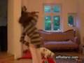 Funny dog