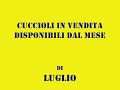 7 CUCCIOLI DI LABRADOR APPENA NATI