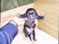 7 CUCCIOLI DI LABRADOR APPENA NATI