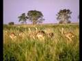 TREN EXPRESO Provincia de Corrientes - Argentina-