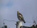 videos de cooper's hawk on a perch looking for something to eat
