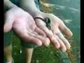videos de Little baby snake