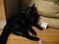 Peapod & Guinness, part 2