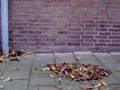 2. Bladeren op de stoep