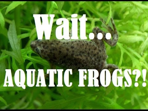 how to properly care for african dwarf frogs