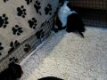 Pups3