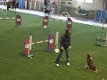 NK agility voor Australian Shepherds - Vast Parcours van Chassey