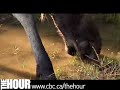 Moose Death