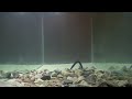 Berkley Heavyweight Powerbait Sinkworm Vs. Yamamoto Senko