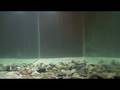 Berkley Heavyweight Powerbait Sinkworm Vs. Yamamoto Senko