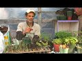 Food Crop Seedlings With Minimum Space : Transplanting Vegetables: Alliums Food Crop Seedlings With Minimum Space : Transplanting Vegetables: Alliums