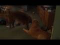 Wrestling Golden Retrievers - Chloe  Chance!!