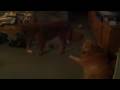 Wrestling Golden Retrievers - Chloe  Chance!!