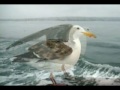 Jonathan Livingstone Seagull ..The Ending