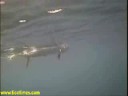 Underwater Dorado Catch. Portable Attachment