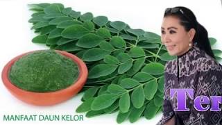 KELOR MENGGELIAT NTT BANGKIT