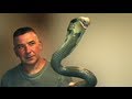 King Cobra Man 01
