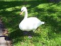 Leda und der Schwan Leda und der Schwan