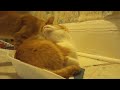 Kitten In a Pan!?!