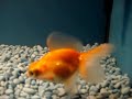 Chinese Dragoneye Tosakin! Live Fish! Goldfish Chinese Dragoneye Tosakin! Live Fish! Goldfish