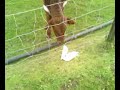 Ferret bites a cow