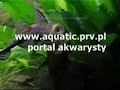 akwarium-akwarystyka.html