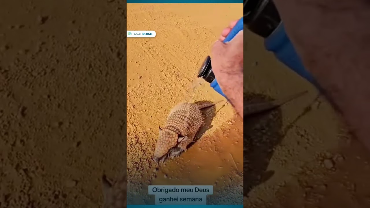 Homem para o caminhão para ajudar tatu na estrada