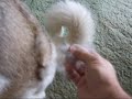 BOOMER Plucking Alicia the Akita BOOMER Plucking Alicia the Akita