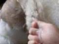 videos de BOOMER Plucking Alicia the Akita